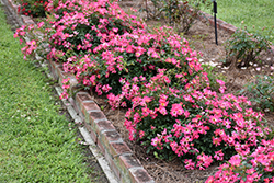 Pink Drift Rose (Rosa 'Meijocos') at Ward's Nursery & Garden Center