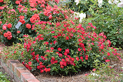 Red Drift Rose (Rosa 'Meigalpio') at Ward's Nursery & Garden Center