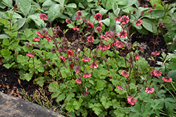 Flames of Passion Avens (Geum 'Flames of Passion') at Ward's Nursery & Garden Center
