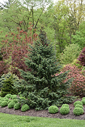 Bruns Spruce (Picea omorika 'Bruns') at Ward's Nursery & Garden Center