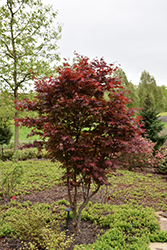 Emperor I Japanese Maple (Acer palmatum 'Wolff') at Ward's Nursery & Garden Center