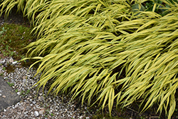 Golden Variegated Hakone Grass (Hakonechloa macra 'Aureola') at Ward's Nursery & Garden Center