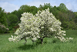 Lollipop Flowering Crab (Malus 'Lollizam') at Ward's Nursery & Garden Center
