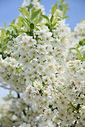 Lollipop Flowering Crab (Malus 'Lollizam') at Ward's Nursery & Garden Center