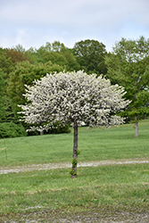 Lollipop Flowering Crab (Malus 'Lollizam') at Ward's Nursery & Garden Center