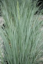 Sapphire Blue Oat Grass (Helictotrichon sempervirens 'Sapphire') at Ward's Nursery & Garden Center
