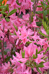 Northern Lights Azalea (Rhododendron 'Northern Lights') at Ward's Nursery & Garden Center