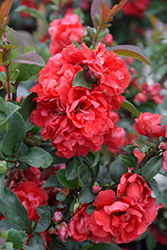 Double Take Pink Flowering Quince (Chaenomeles speciosa 'Pink Storm') at Ward's Nursery & Garden Center