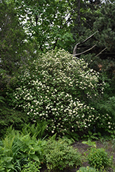 Lantanaphyllum Viburnum (Viburnum x rhytidophylloides) at Ward's Nursery & Garden Center