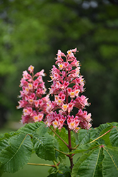 Fort McNair Red Horse Chestnut (Aesculus x carnea 'Fort McNair') at Ward's Nursery & Garden Center
