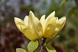 Yellow Bird Magnolia (Magnolia 'Yellow Bird') at Ward's Nursery & Garden Center