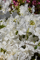 Girard's Pleasant White Azalea (Rhododendron 'Girard's Pleasant White') at Ward's Nursery & Garden Center