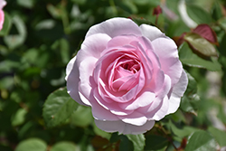 Olivia Rose Austin Rose (Rosa 'Ausmixture') at Ward's Nursery & Garden Center