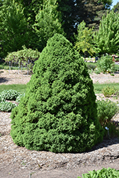 Dwarf Alberta Spruce (Picea glauca 'Conica') at Ward's Nursery & Garden Center