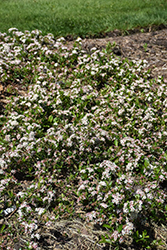 Ground Hug Aronia (Aronia melanocarpa 'UCONNAM012') at Ward's Nursery & Garden Center