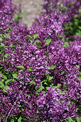 Bloomerang Dark Purple Lilac (Syringa 'SMSJBP7') at Ward's Nursery & Garden Center