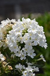 Early White Garden Phlox (Phlox paniculata 'Early White') at Ward's Nursery & Garden Center