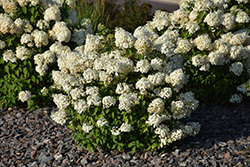 Bobo Hydrangea (Hydrangea paniculata 'ILVOBO') at Ward's Nursery & Garden Center