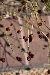 Great Burnet (Sanguisorba officinalis) at Ward's Nursery & Garden Center