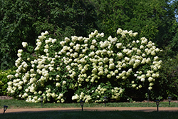 Limelight Hydrangea (Hydrangea paniculata 'Limelight') at Ward's Nursery & Garden Center