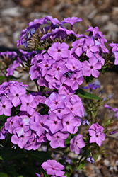 Flame Violet Garden Phlox (Phlox paniculata 'Barsixtyone') at Ward's Nursery & Garden Center