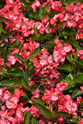 Whopper Rose Green Leaf Begonia (Begonia 'Whopper Rose Green Leaf') at Ward's Nursery & Garden Center