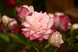 Grace N' Grit Pink Bicolor Rose (Rosa 'Meiryezza') at Ward's Nursery & Garden Center