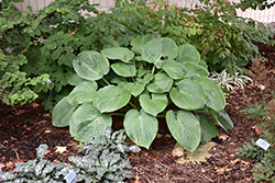 Humpback Whale Hosta (Hosta 'Humpback Whale') at Ward's Nursery & Garden Center