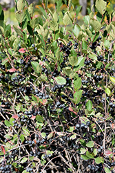 Black Chokeberry (Aronia melanocarpa) at Ward's Nursery & Garden Center