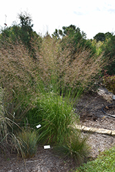 Skyracer Moor Grass (Molinia caerulea 'Skyracer') at Ward's Nursery & Garden Center