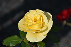 High Voltage Rose (Rosa 'BAIage') at Ward's Nursery & Garden Center