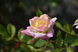 Music Box Rose (Rosa 'BAIbox') at Ward's Nursery & Garden Center