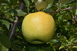 Yellow Transparent Apple (Malus 'Yellow Transparent') at Ward's Nursery & Garden Center