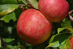 Haralson Apple (Malus 'Haralson') at Ward's Nursery & Garden Center