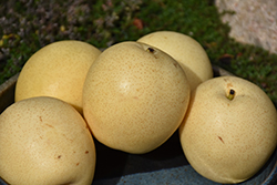 Shinseiki Asian Pear (Pyrus pyrifolia 'Shinseiki') at Ward's Nursery & Garden Center