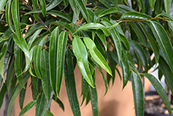 Alii Fig (Ficus maclellandii 'Alii') at Ward's Nursery & Garden Center