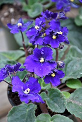 Blue African Violet (Saintpaulia 'Blue') at Ward's Nursery & Garden Center