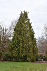 Weeping Nootka Cypress (Chamaecyparis nootkatensis 'Pendula') at Ward's Nursery & Garden Center