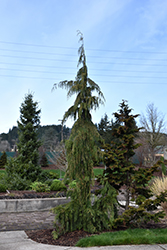 Weeping Nootka Cypress (Chamaecyparis nootkatensis 'Pendula') at Ward's Nursery & Garden Center