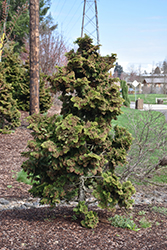 Koster's Falsecypress (Chamaecyparis obtusa 'Kosteri') at Ward's Nursery & Garden Center