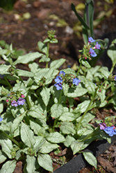 Moonshine Lungwort (Pulmonaria 'Moonshine') at Ward's Nursery & Garden Center