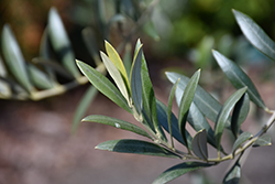 Arbequina European Olive (Olea europaea 'Arbequina') at Ward's Nursery & Garden Center