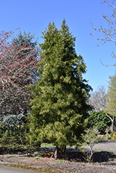 Japanese Umbrella Pine (Sciadopitys verticillata) at Ward's Nursery & Garden Center