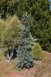 Blue Angel Japanese White Pine (Pinus parviflora 'Blue Angel') at Ward's Nursery & Garden Center