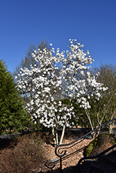 Royal Star Magnolia (Magnolia stellata 'Royal Star') at Ward's Nursery & Garden Center