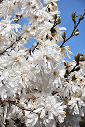 Royal Star Magnolia (Magnolia stellata 'Royal Star') at Ward's Nursery & Garden Center