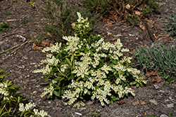 Cavatine Dwarf Japanese Pieris (Pieris japonica 'Cavatine') at Ward's Nursery & Garden Center