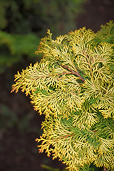 Golden Hinoki Falsecypress (Chamaecyparis obtusa 'Aurea') at Ward's Nursery & Garden Center