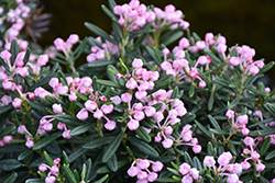 Blue Ice Bog Rosemary (Andromeda polifolia 'Blue Ice') at Ward's Nursery & Garden Center