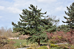 Blue Japanese Pine (Pinus parviflora 'Glauca') at Ward's Nursery & Garden Center